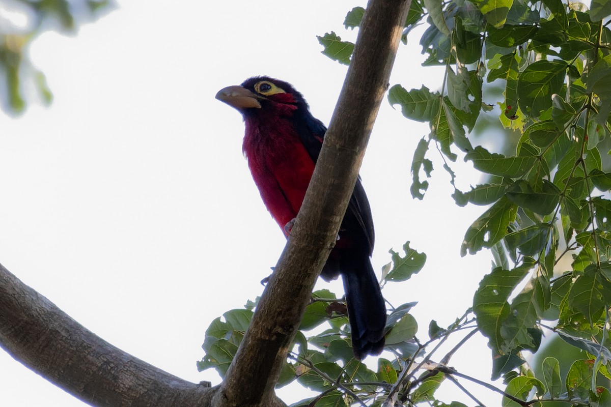 Double-toothed Barbet - David Spencer