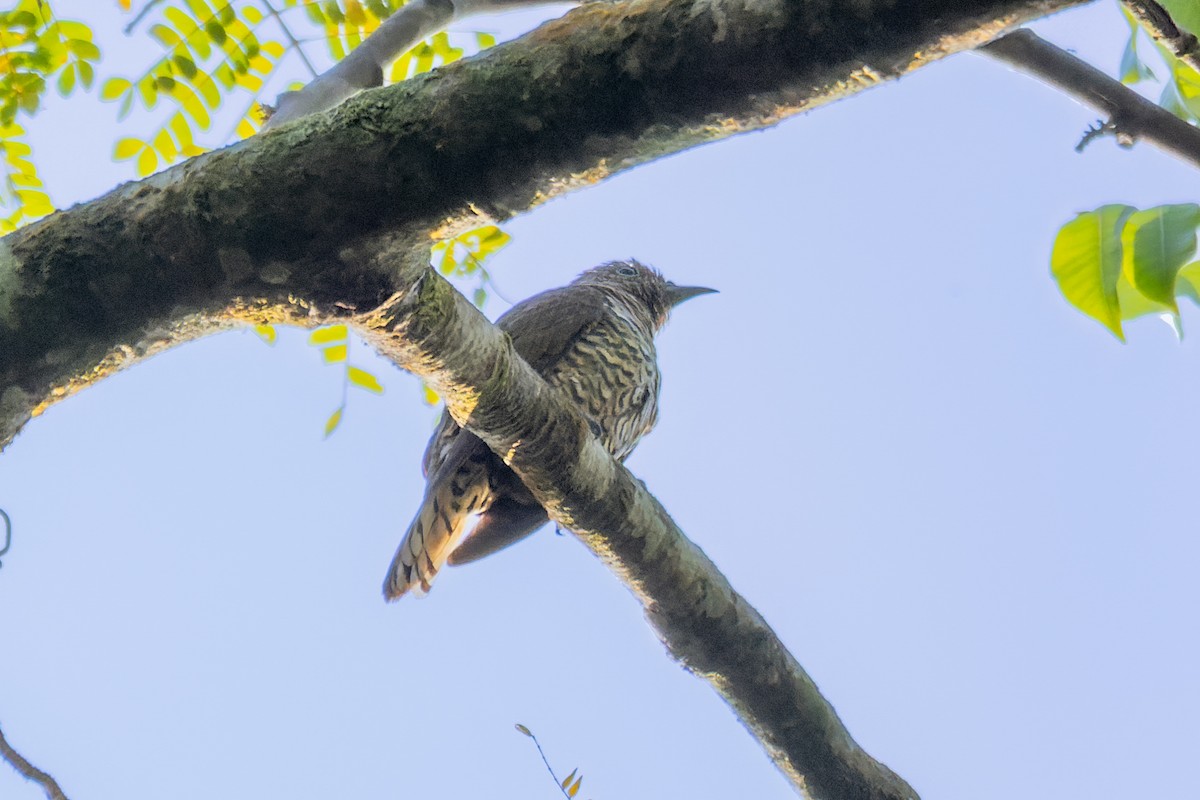 African Emerald Cuckoo - ML546758831