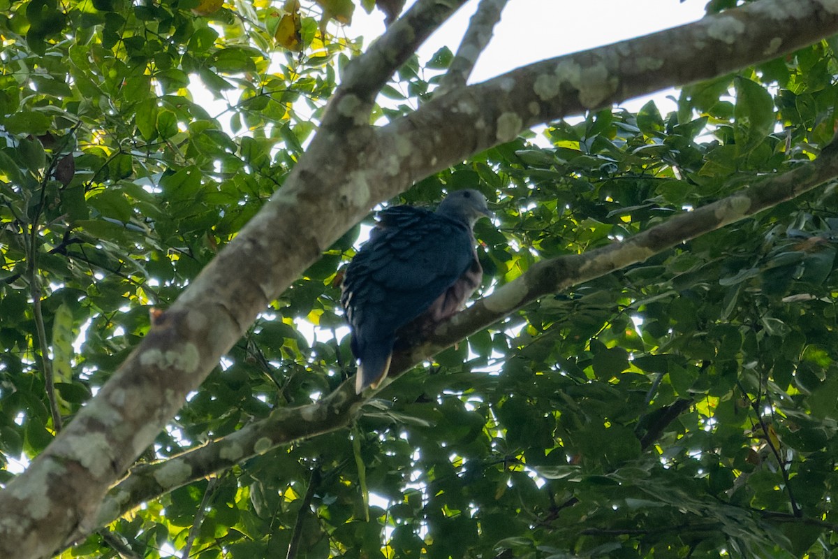 Western Bronze-naped Pigeon - ML546758981