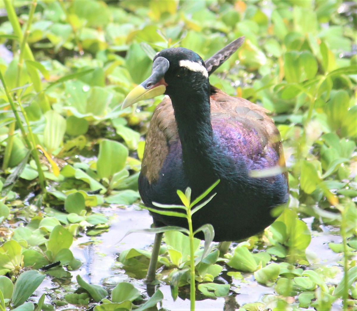 Bronze-winged Jacana - ML546760241