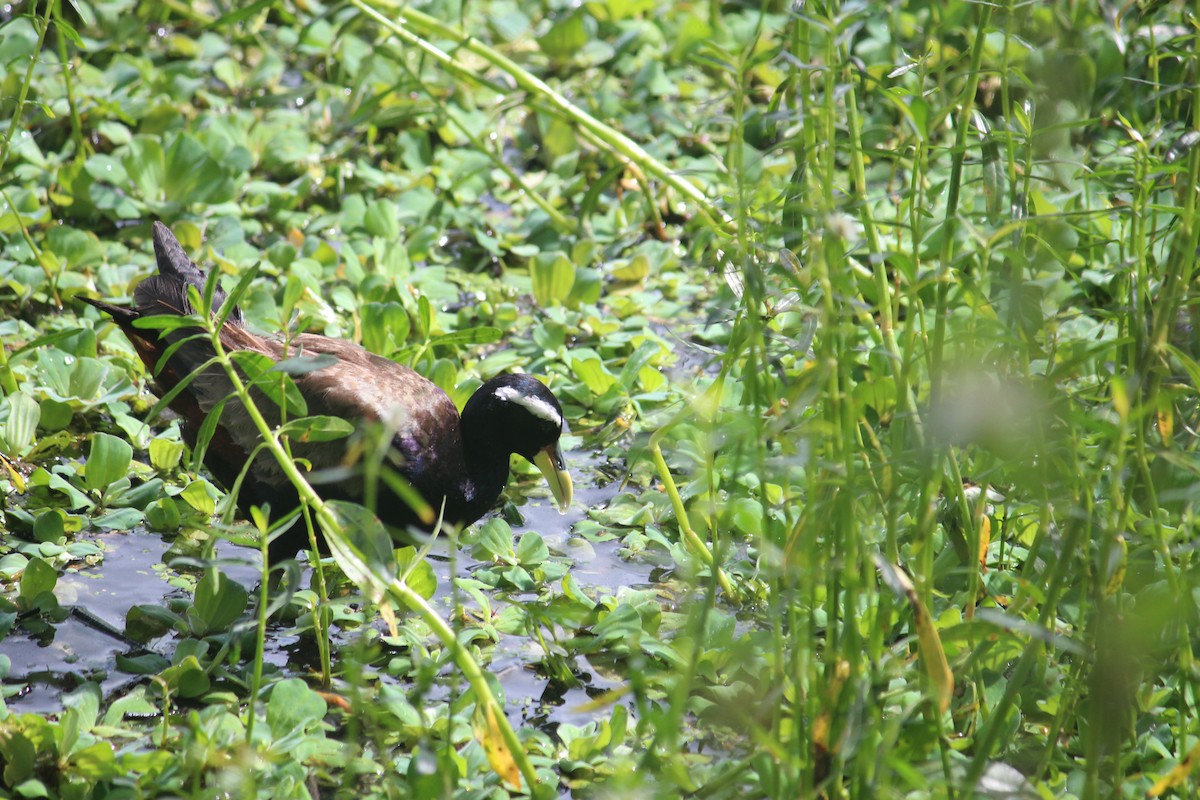 Bronze-winged Jacana - ML546760251