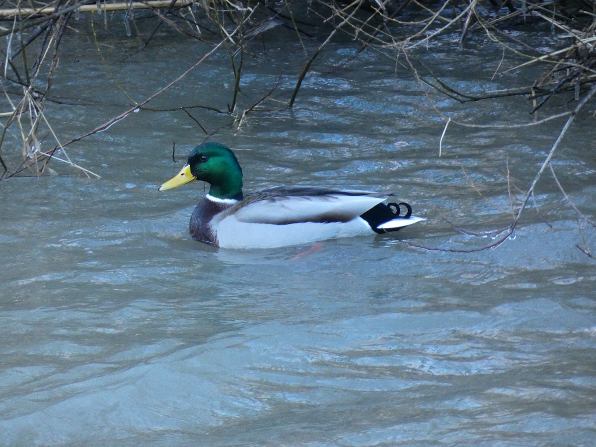 Canard colvert - ML546762541