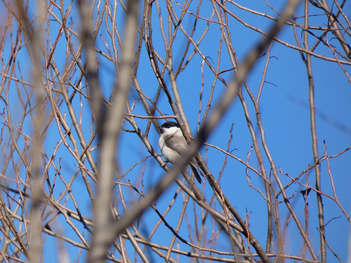 Marsh Tit - ML546762561