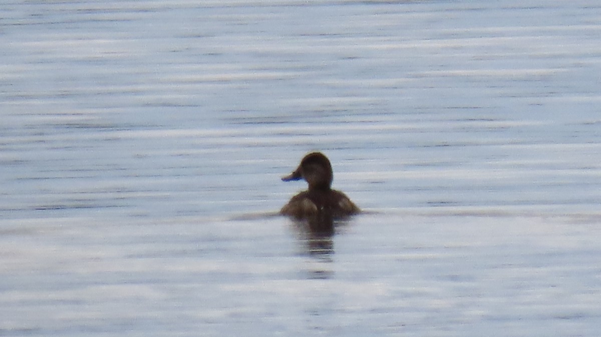 Ruddy Duck - Johanne Gaboriau