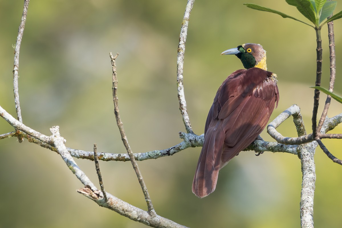 Raggiana Bird-of-Paradise - ML546763241