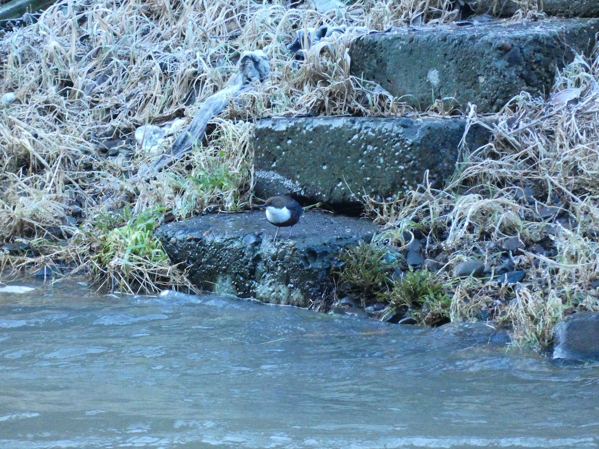 White-throated Dipper - Török Tamás