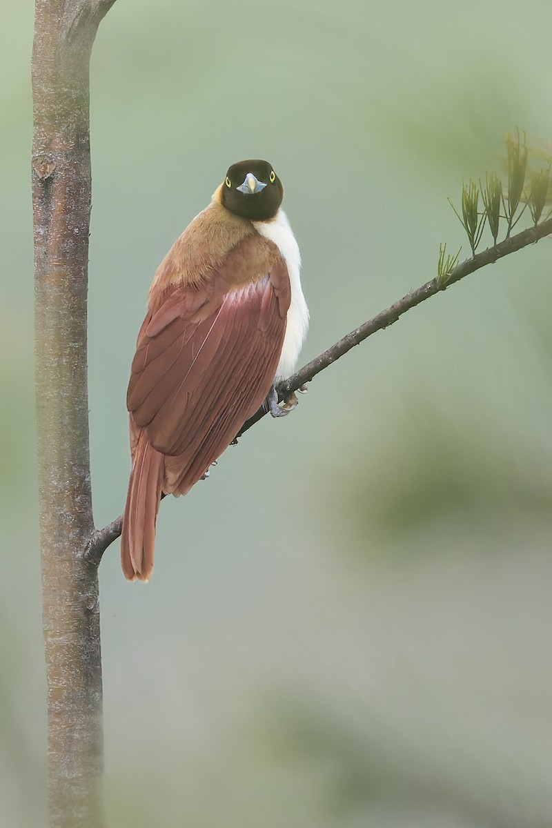 Lesser Bird-of-Paradise - ML546764491