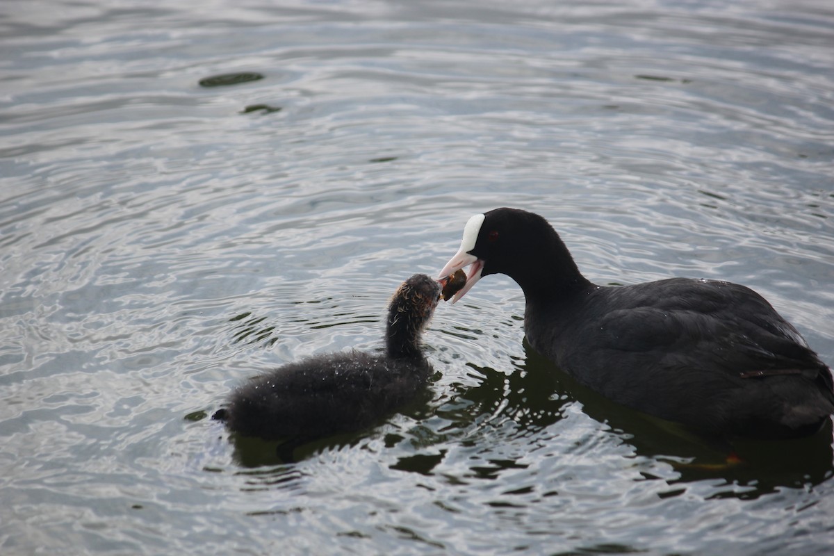 Eurasian Coot - ML546764851