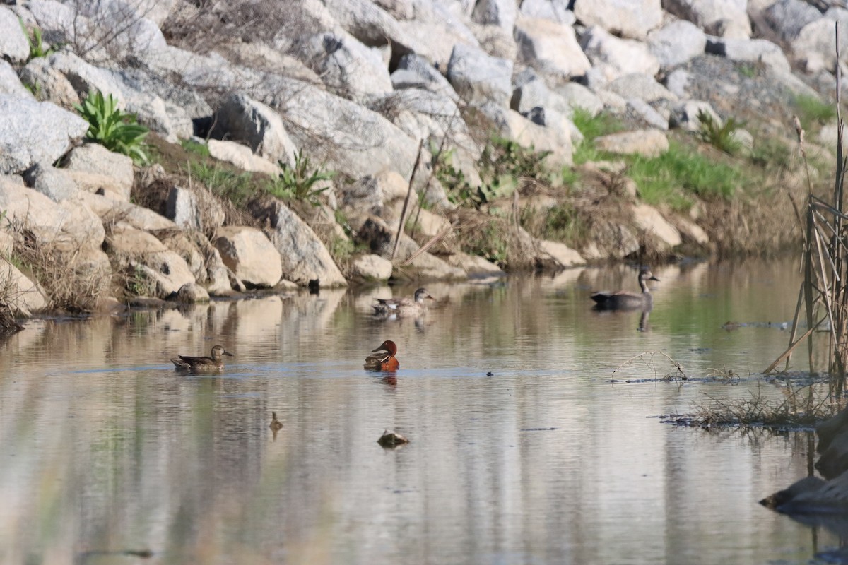 Gadwall - ML546764861