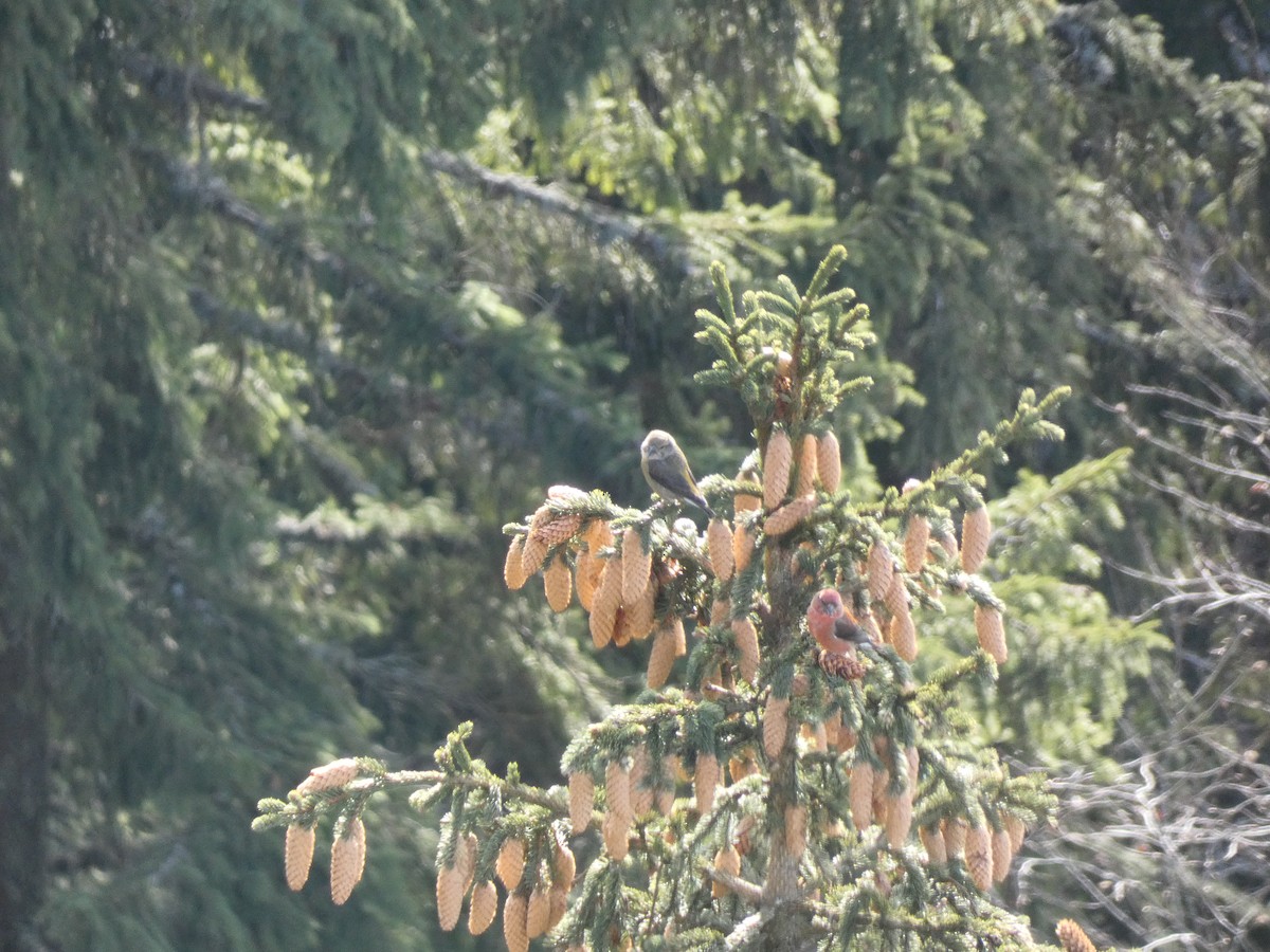 Bec-croisé des sapins - ML546765631