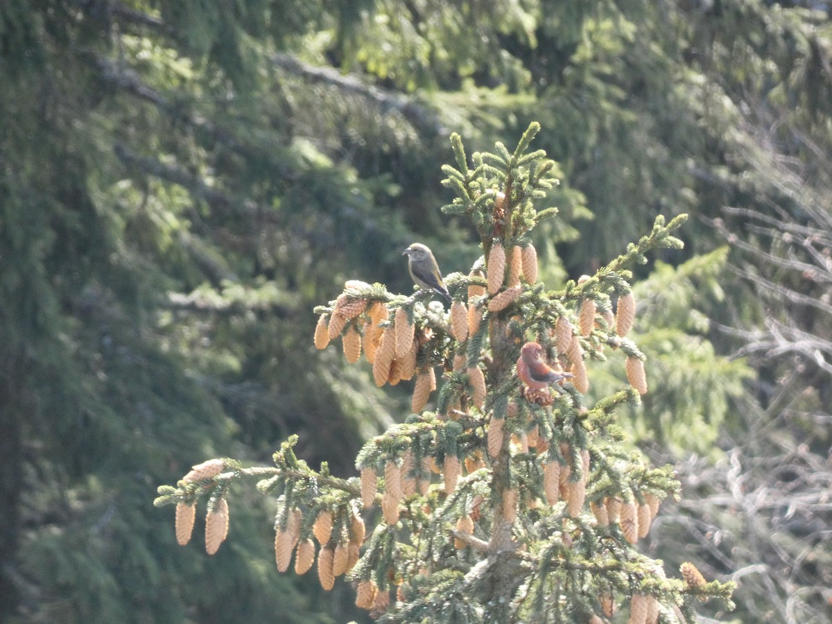 Bec-croisé des sapins - ML546765641