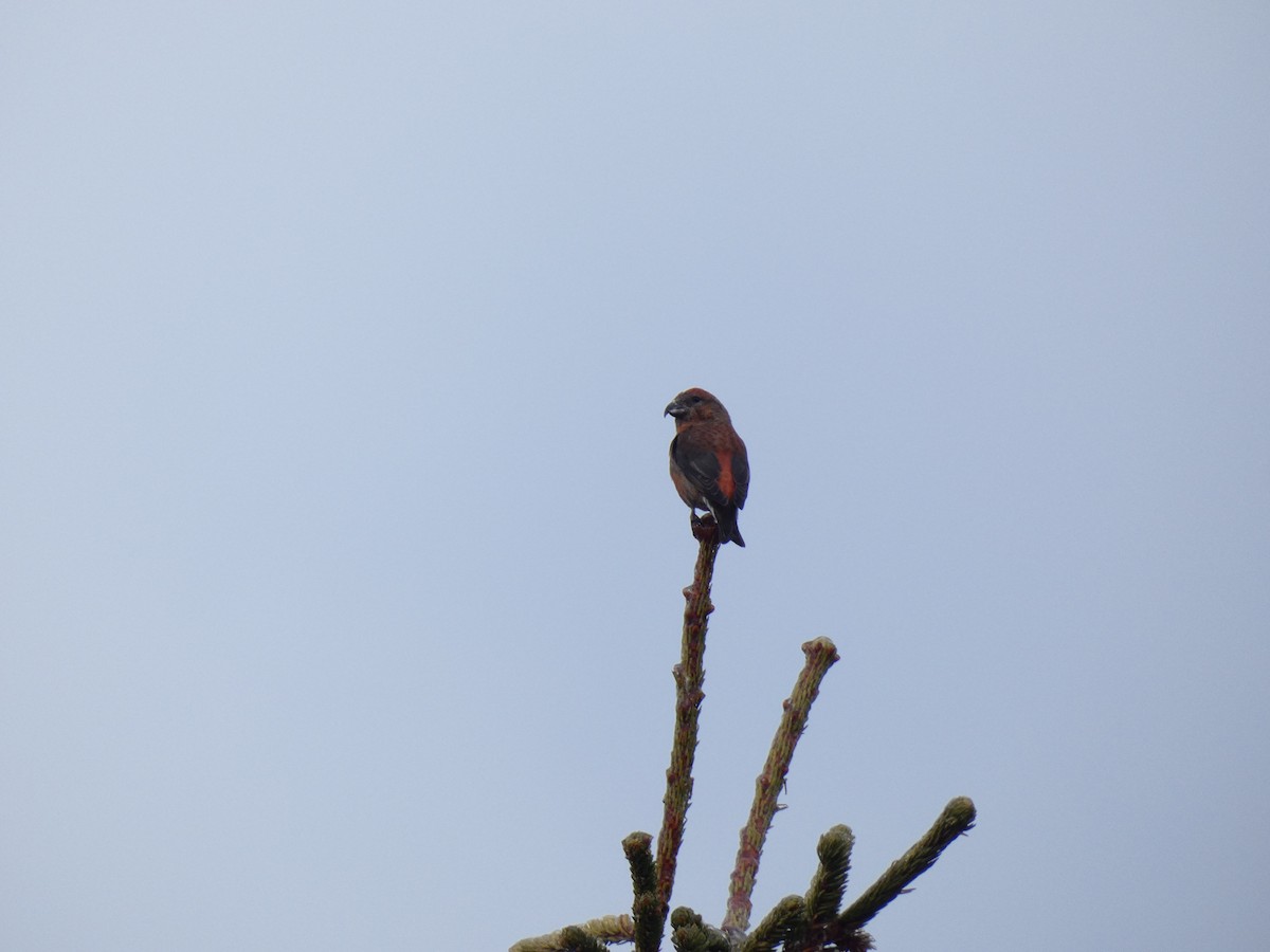 Red Crossbill - Török Tamás