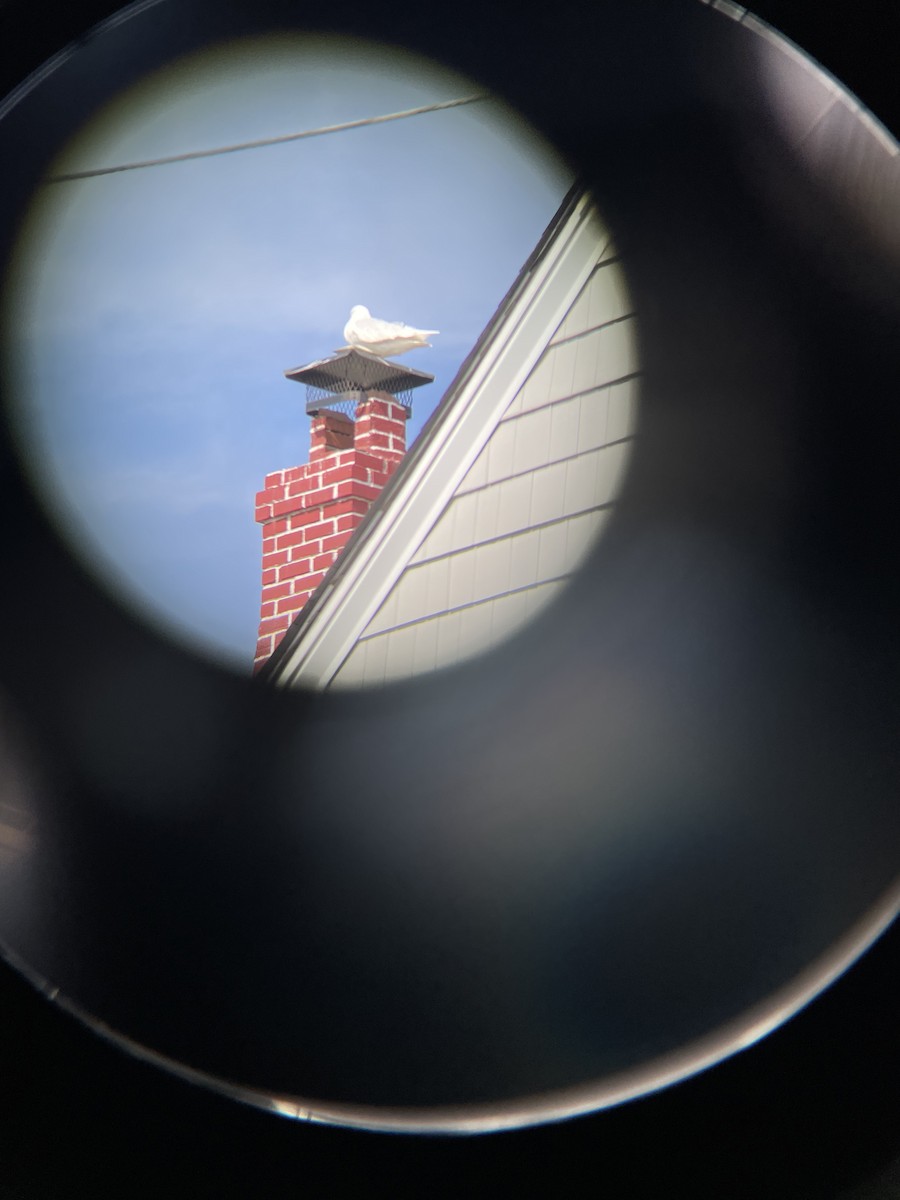 Glaucous Gull - ML546766591