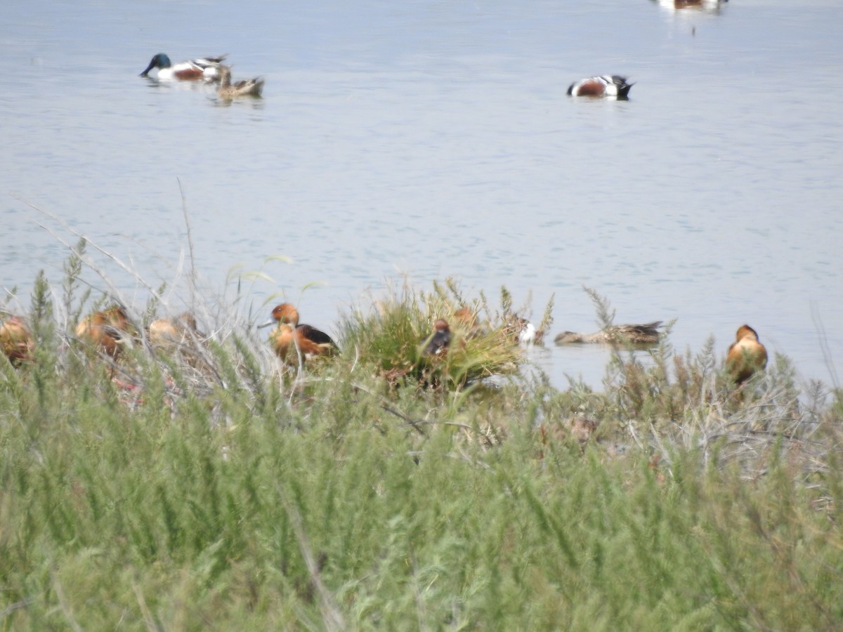 Fulvous Whistling-Duck - ML546766951