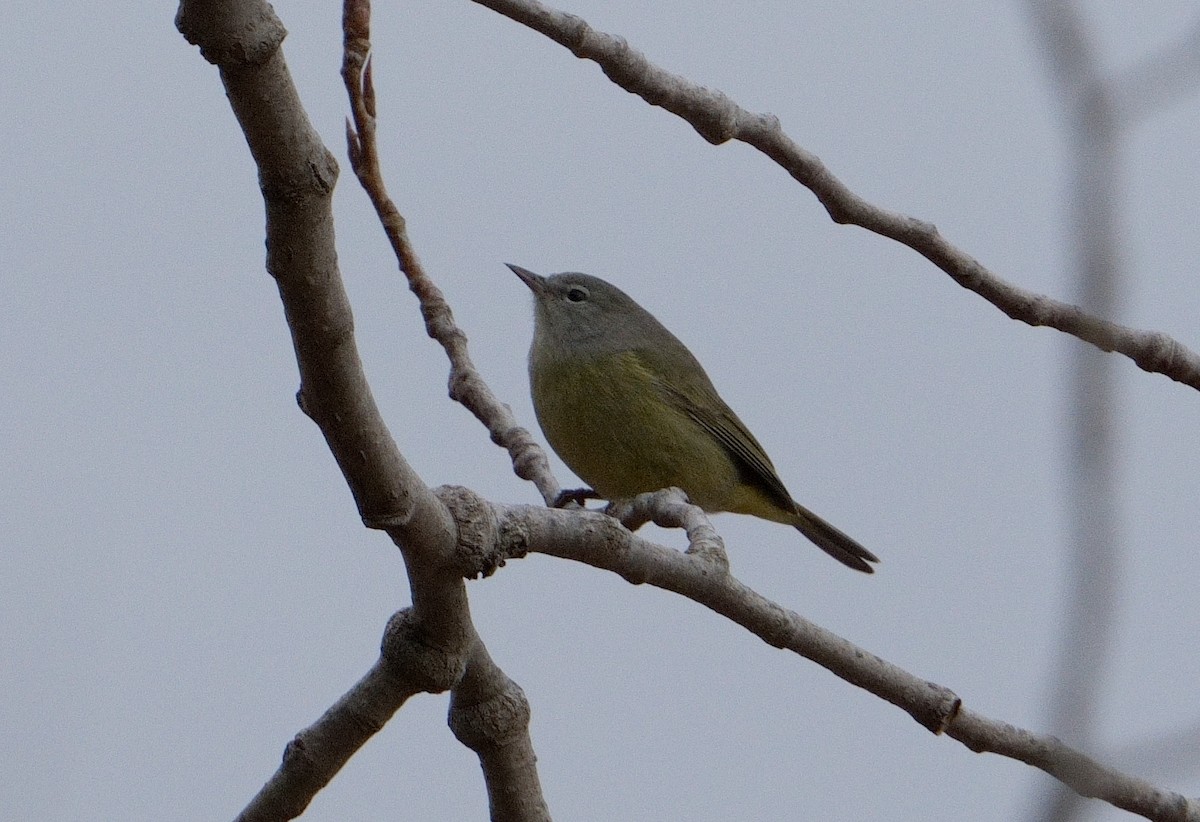 Orange-crowned Warbler - Bill Thompson