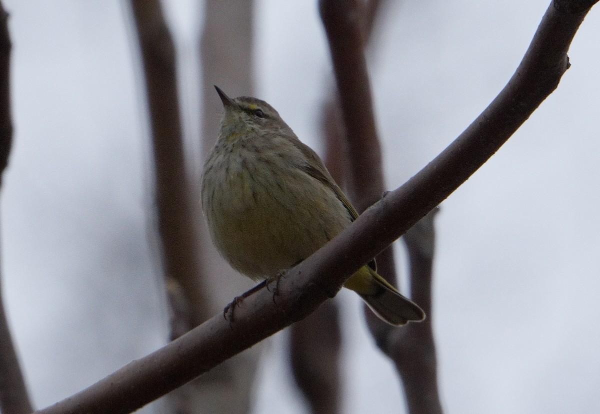 Palm Warbler - Bill Thompson