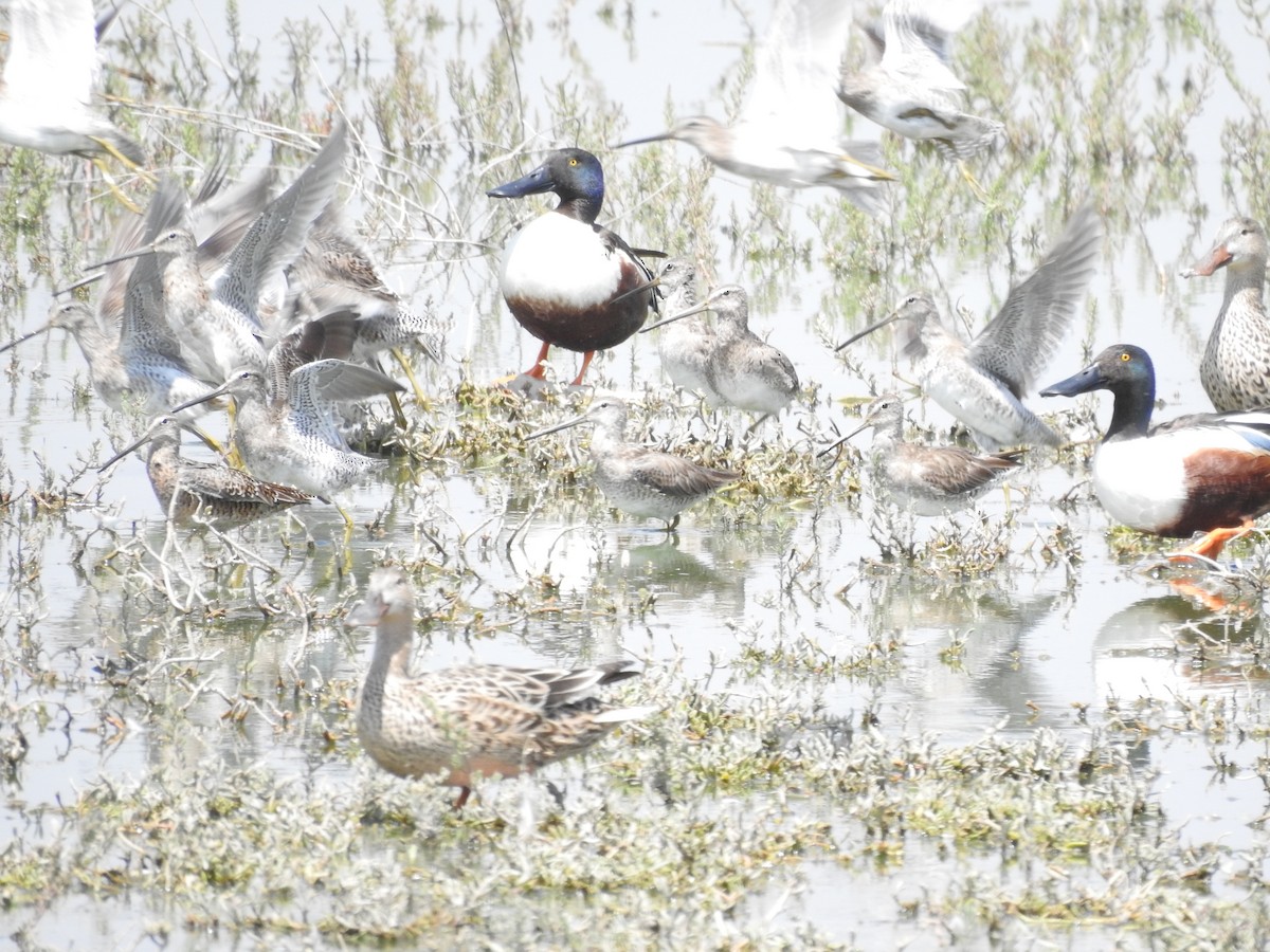 Long-billed Dowitcher - ML546767331