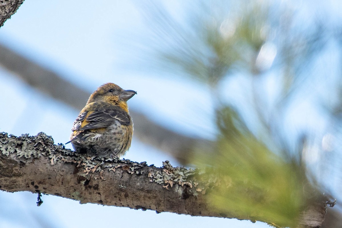 Red Crossbill - Nancy Wilcox