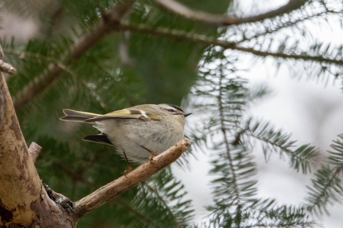 Golden-crowned Kinglet - Nancy Wilcox