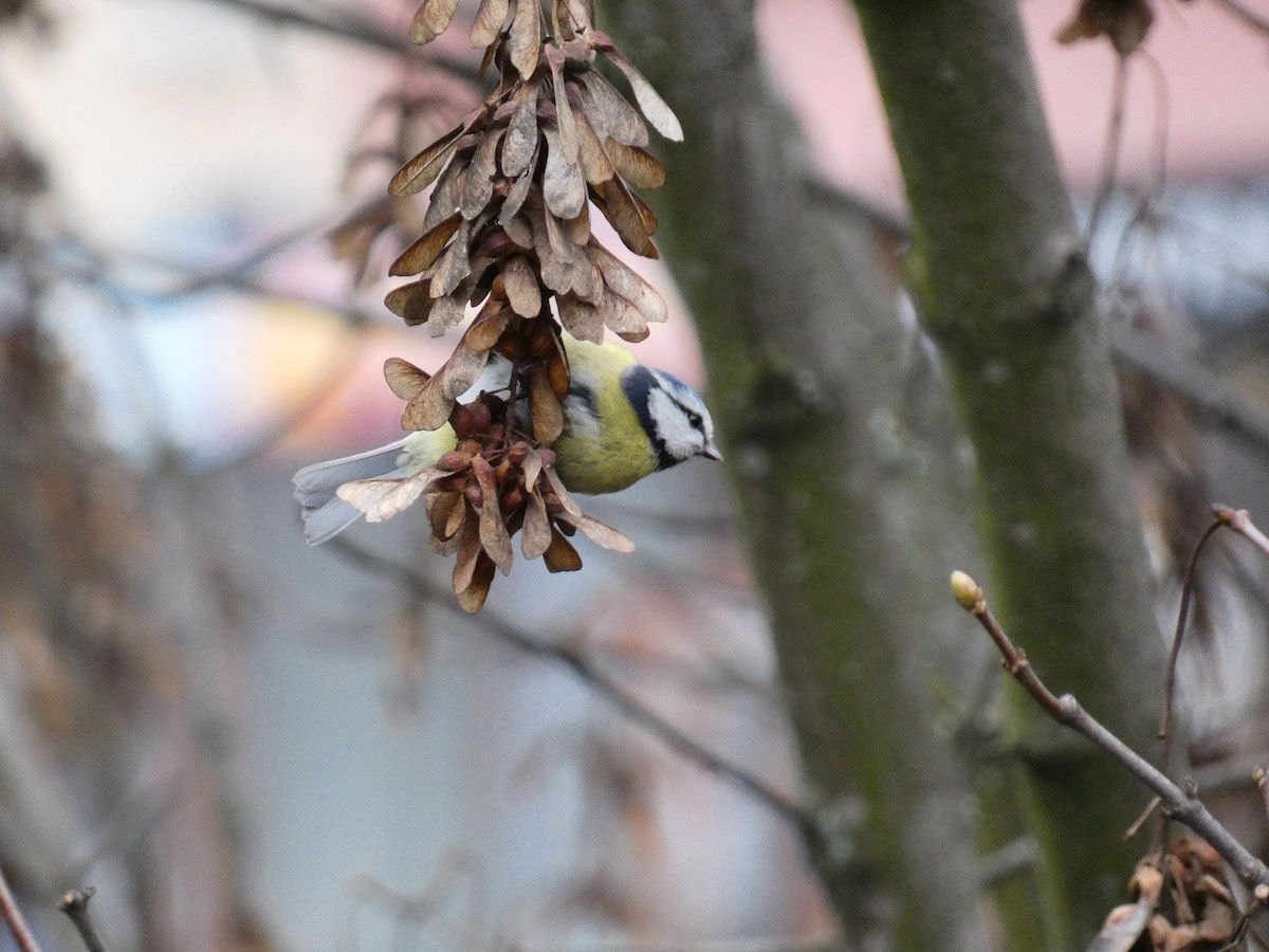 Eurasian Blue Tit - ML546768661