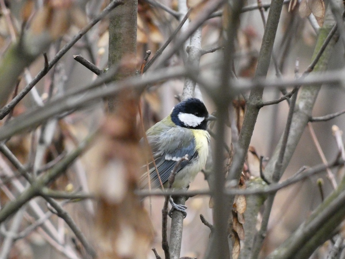 Great Tit - ML546768821