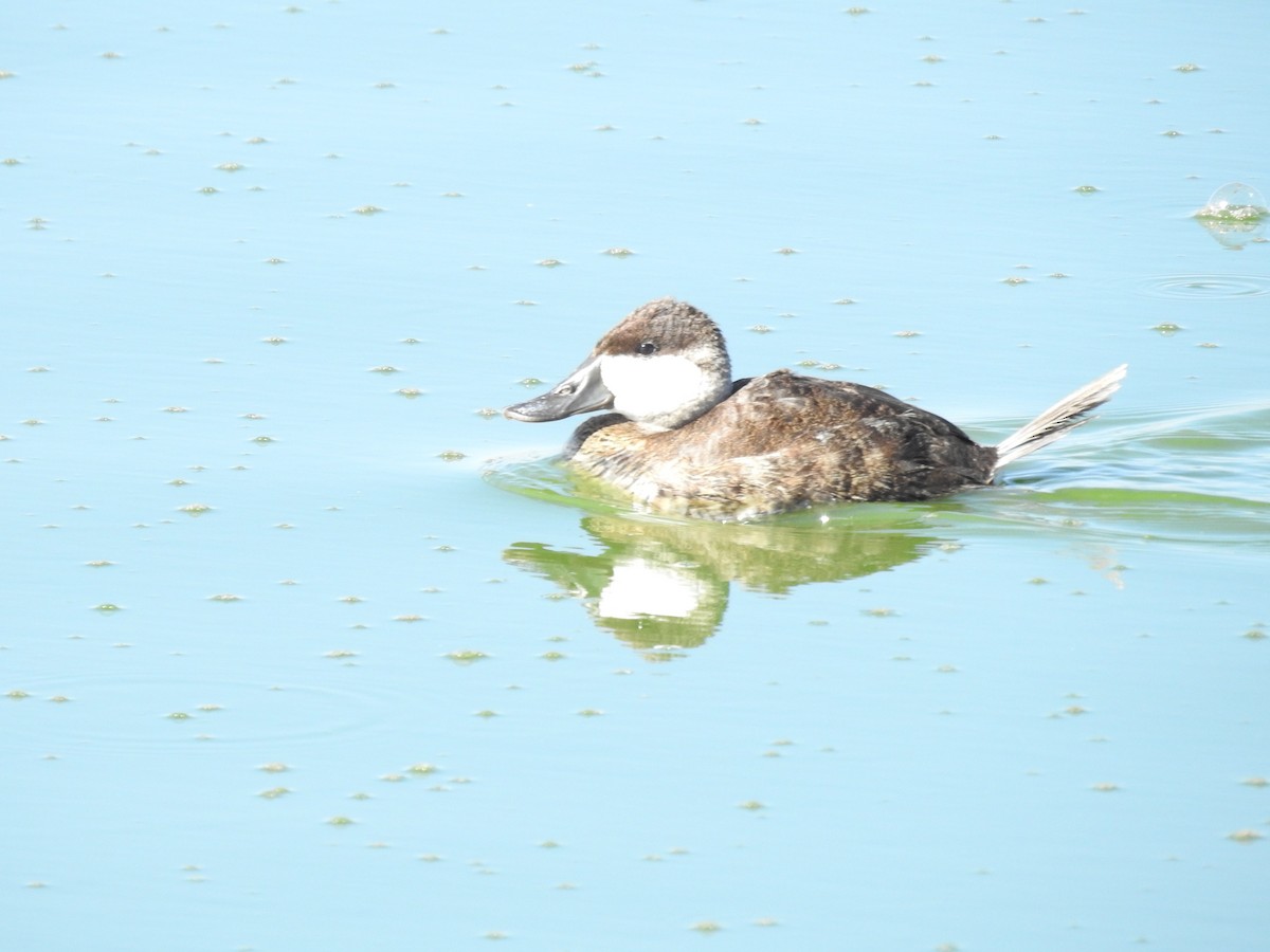 Ruddy Duck - ML546769321