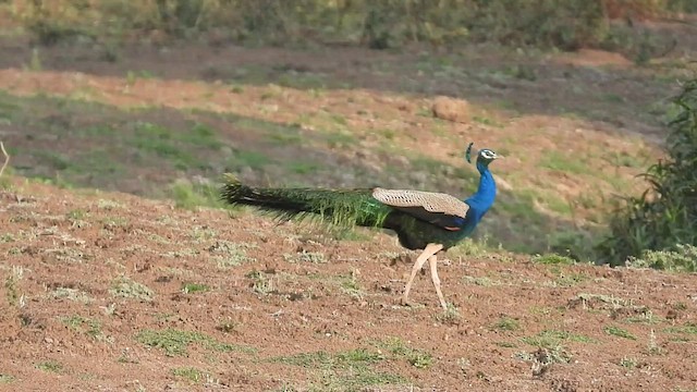 Indian Peafowl - ML546769451