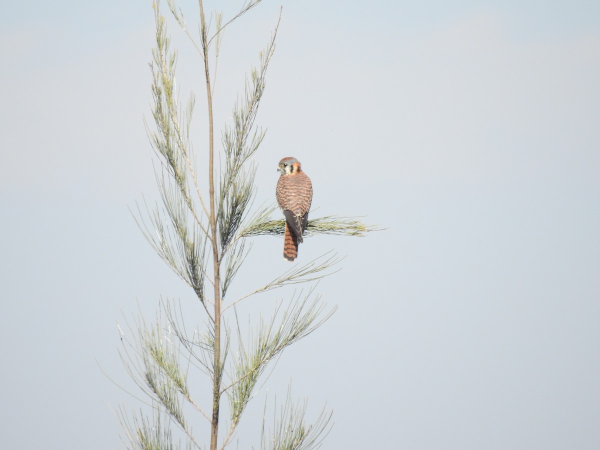 American Kestrel - ML546769711