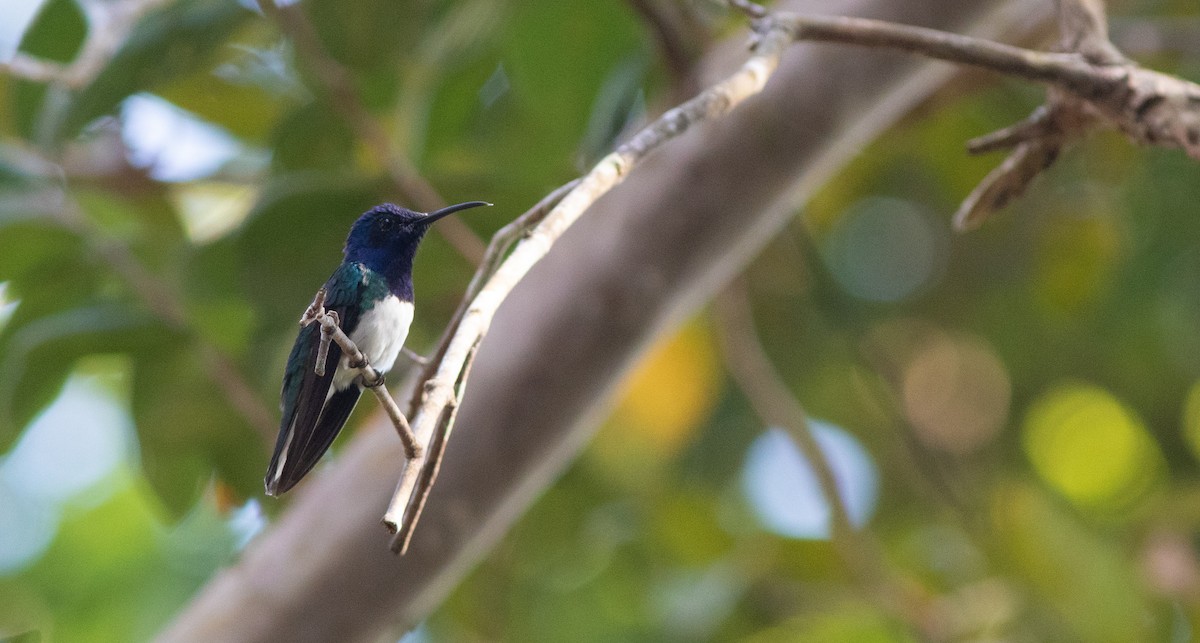 White-necked Jacobin - ML546769731