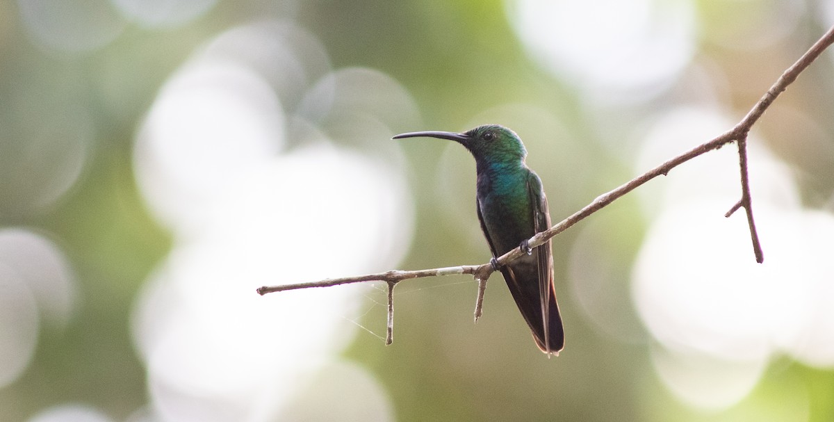 Green-breasted Mango - ML546769821