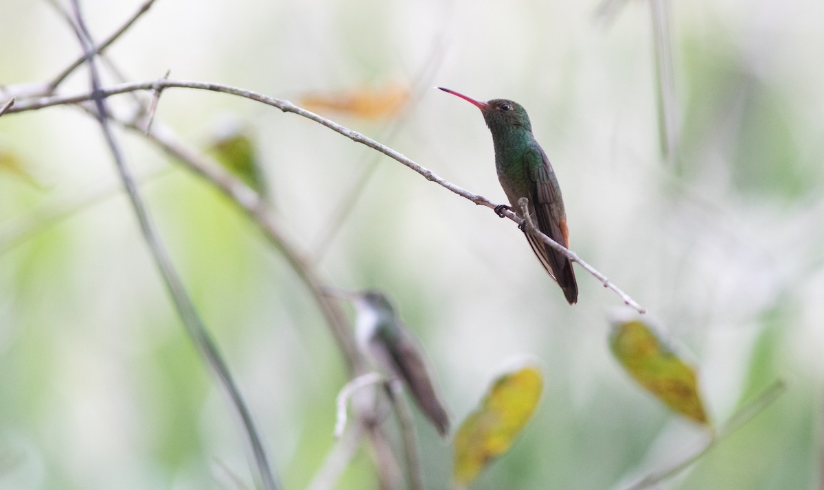 Rufous-tailed Hummingbird (Rufous-tailed) - ML546769951