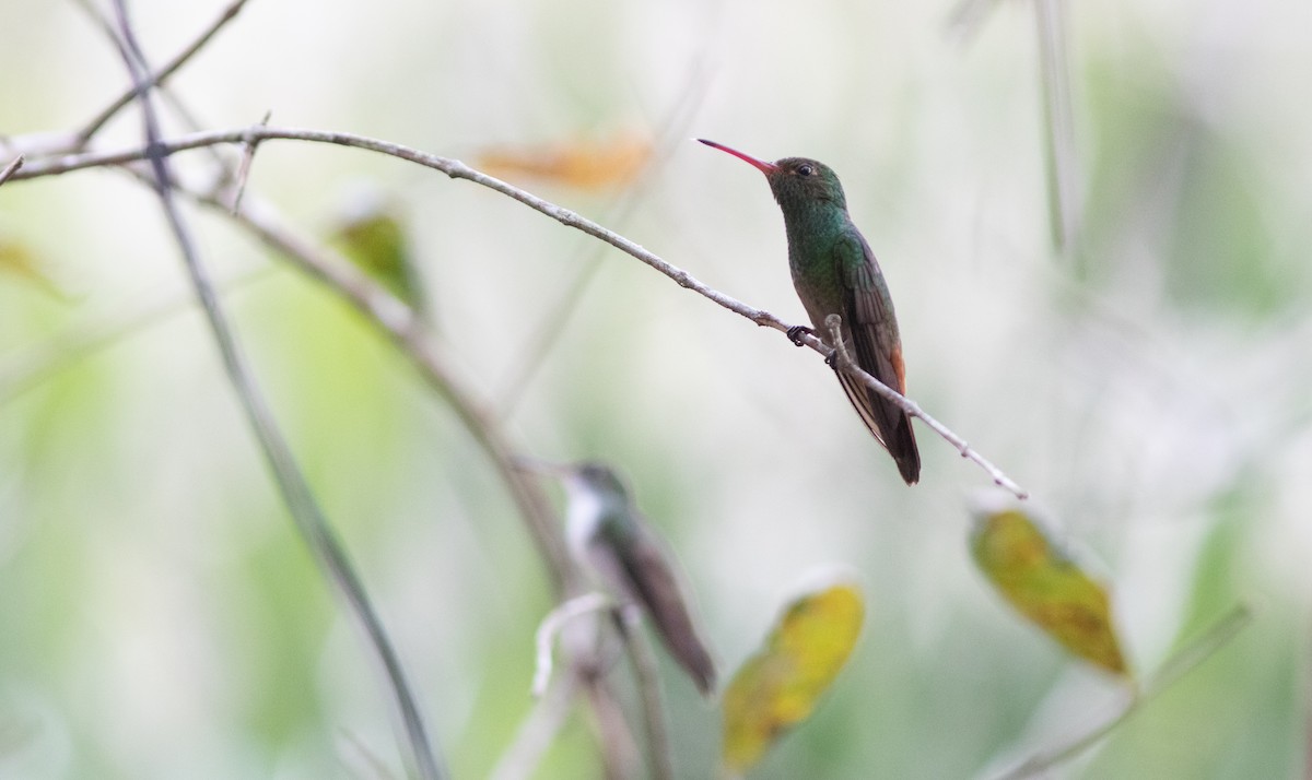 rusthalekolibri (tzacatl gr.) - ML546769951