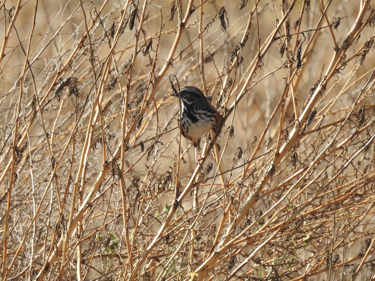 Song Sparrow - ML546769961