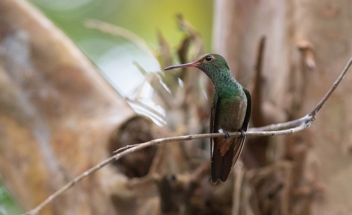 Rufous-tailed Hummingbird (Rufous-tailed) - ML546770031