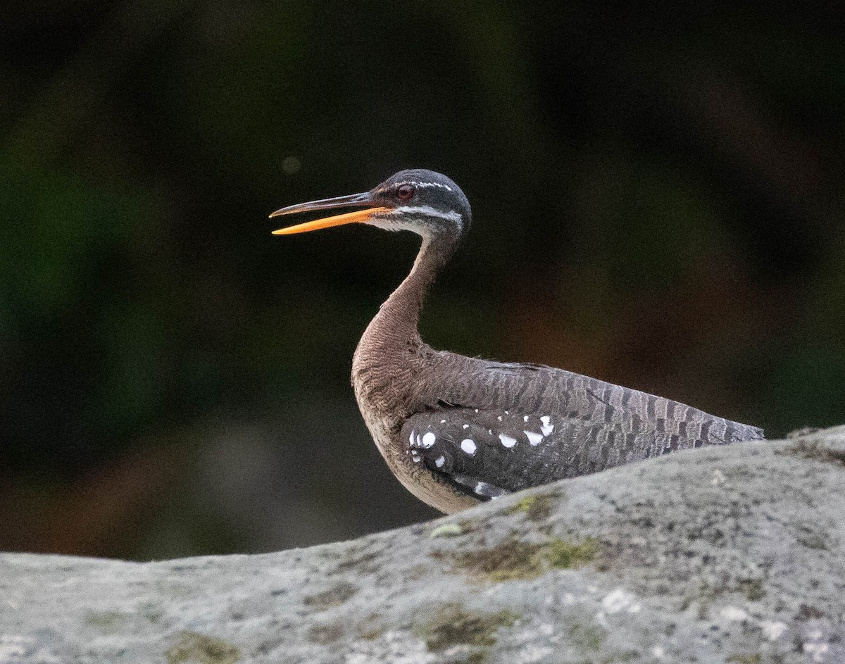 Sunbittern - ML546770141