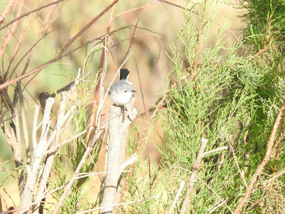 Blue-gray Gnatcatcher - Hanji Eduardo Alegría Ovando