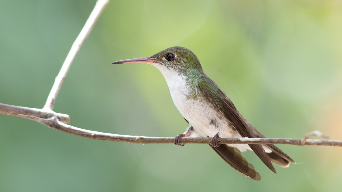 White-bellied Emerald - Doug Hitchcox