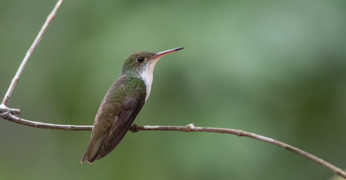 White-bellied Emerald - Doug Hitchcox