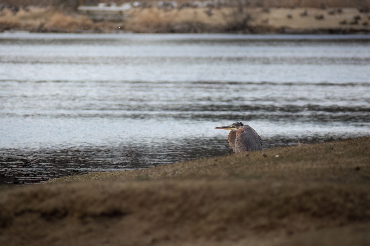 Great Blue Heron - Beau Cotter