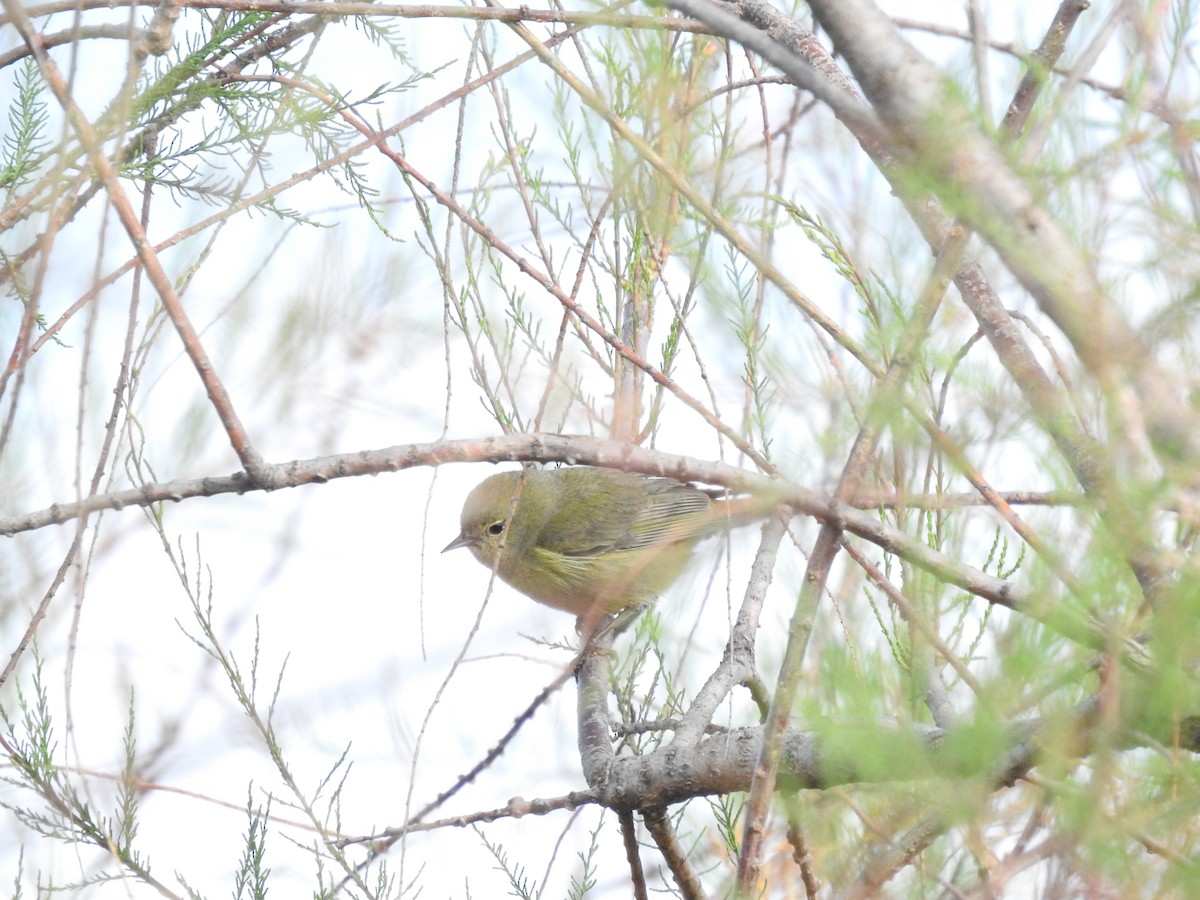 Orange-crowned Warbler - ML546770751