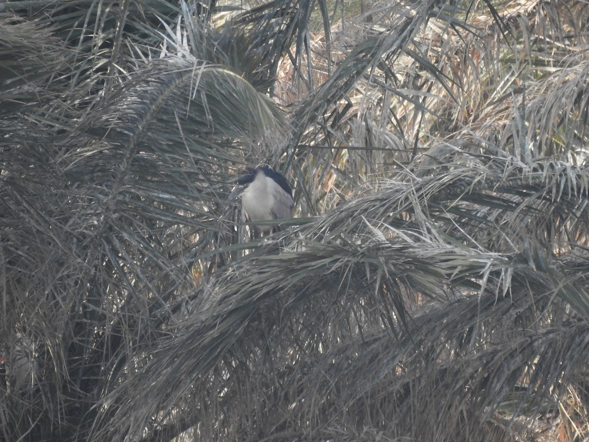 Black-crowned Night Heron - ML546770931