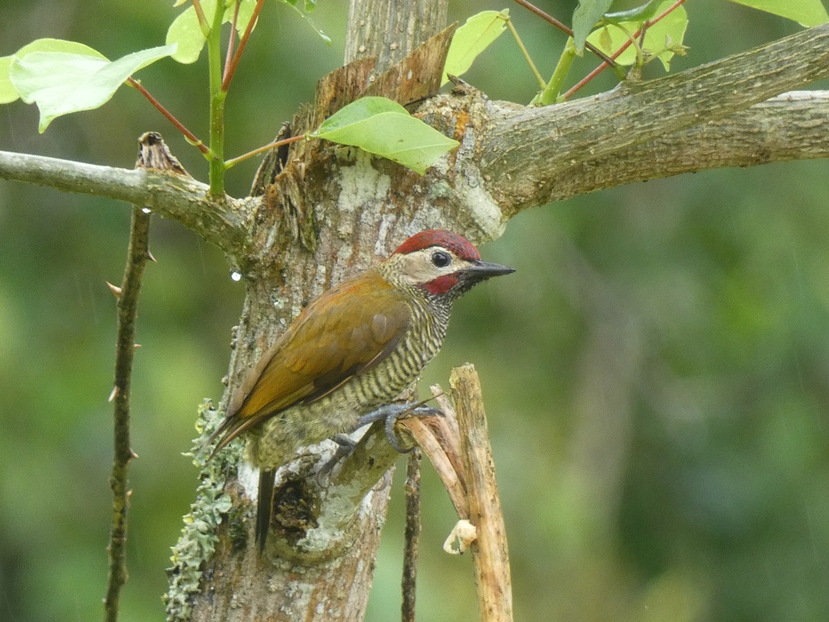 Golden-olive Woodpecker - Luke Knutson