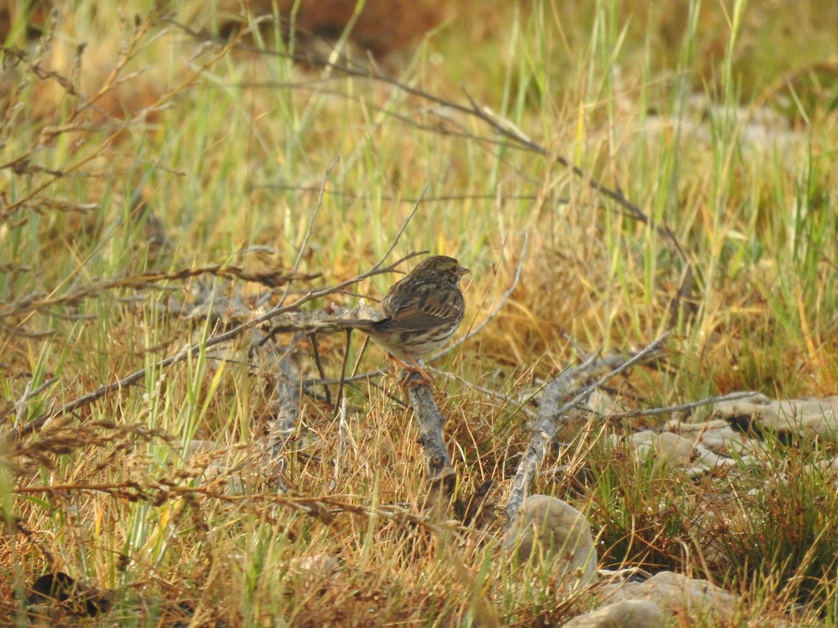 Savannah Sparrow - ML546771111