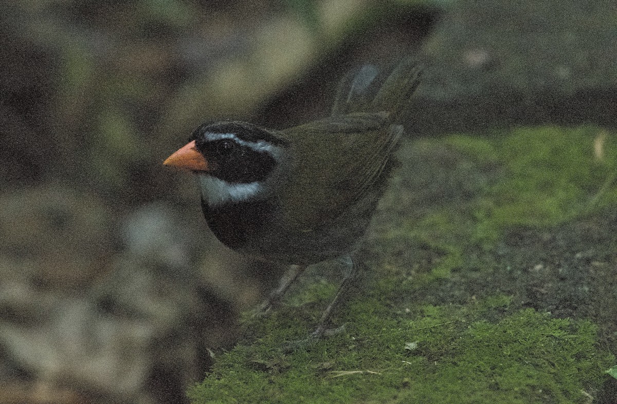 Orange-billed Sparrow - ML546771331
