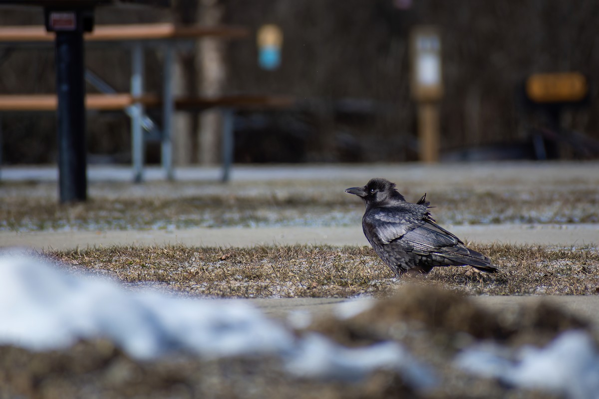 American Crow - ML546772011