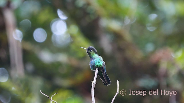 Fiery-throated Hummingbird - ML546772621