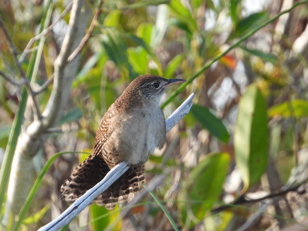 Cucarachero de Zapata - ML546773041