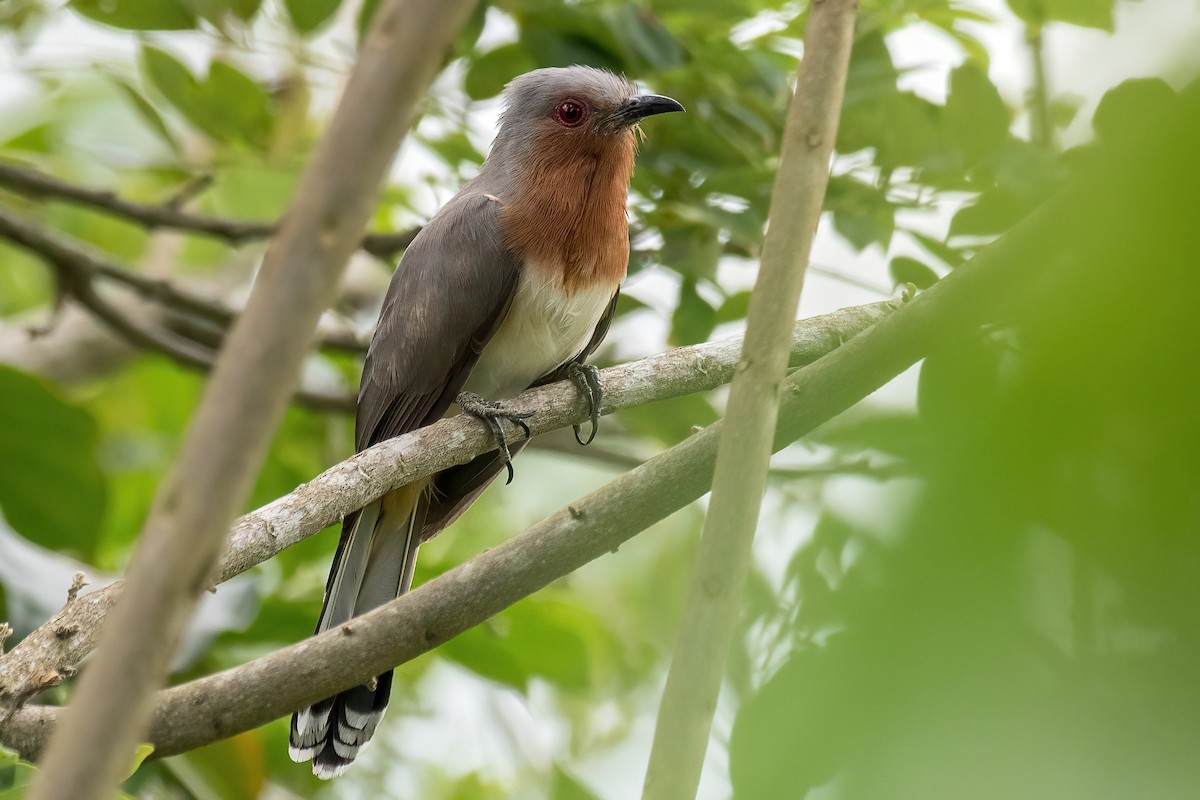 Dwarf Cuckoo - ML546773141