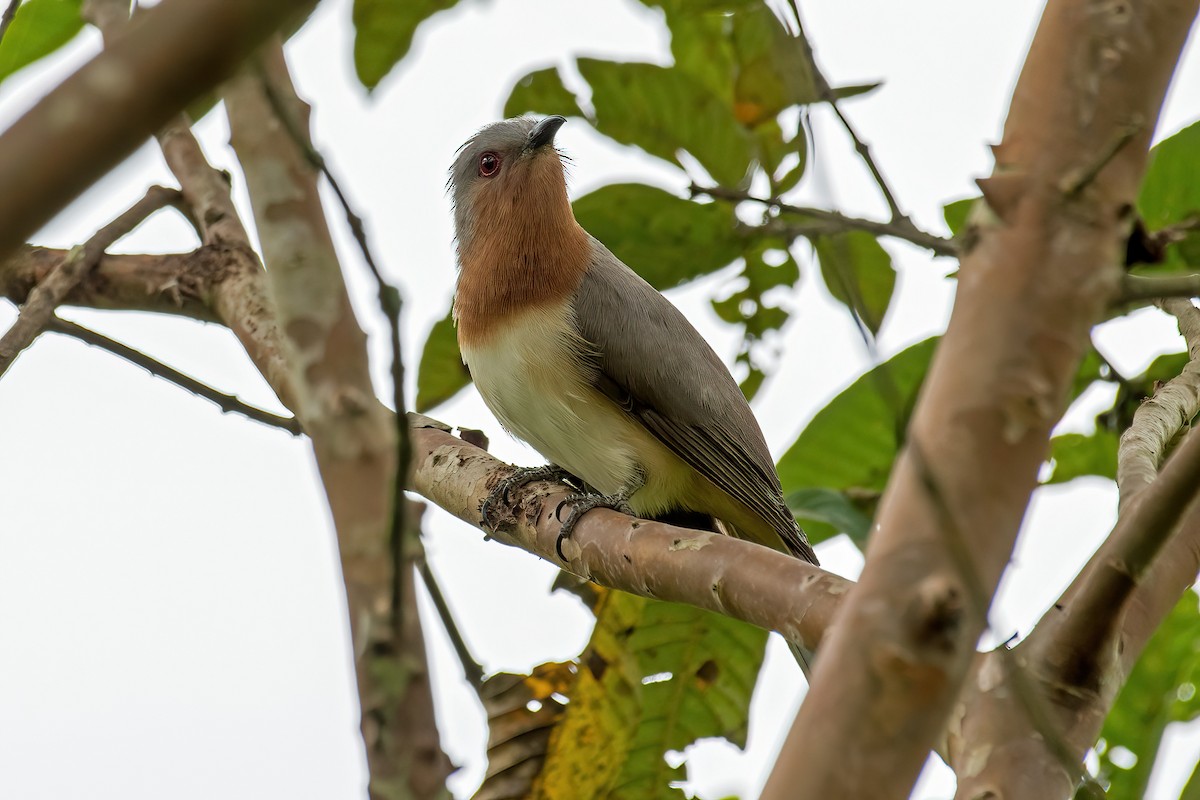 Dwarf Cuckoo - ML546773181