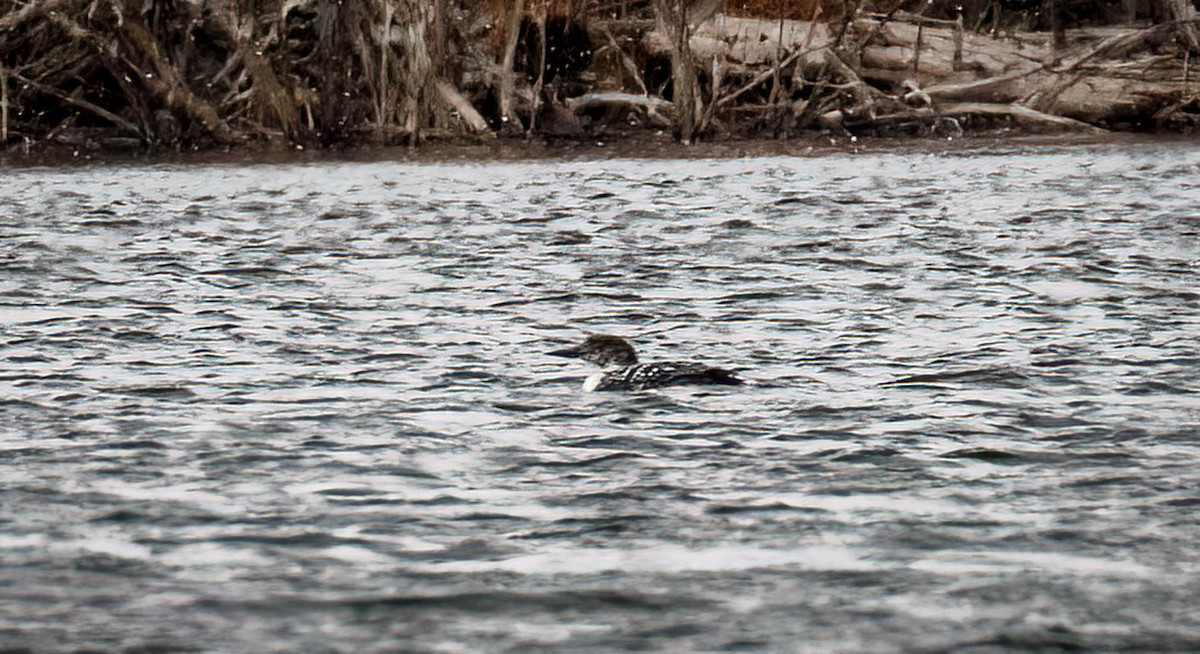 Common Loon - ML546773471